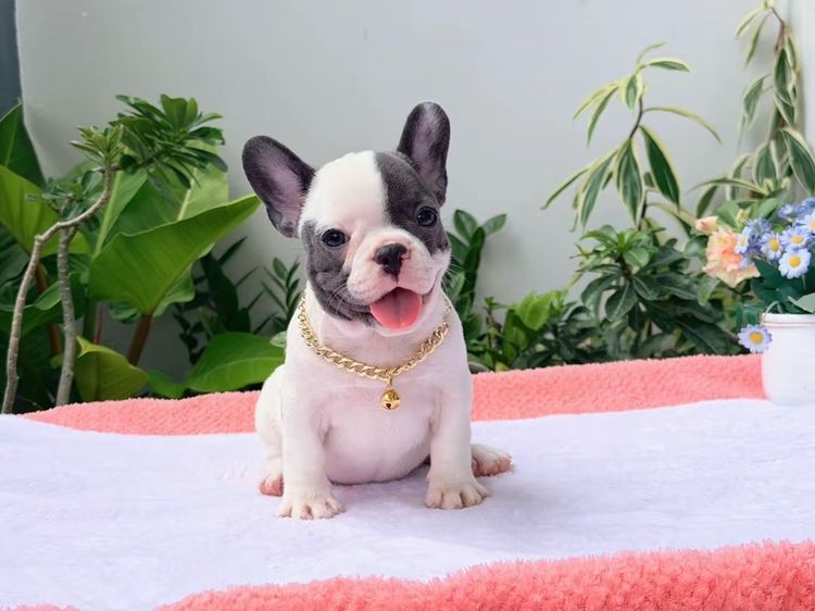 เฟรนบลูด็อก หญิง บลูพาย ส่งฟรี รูปที่ 3