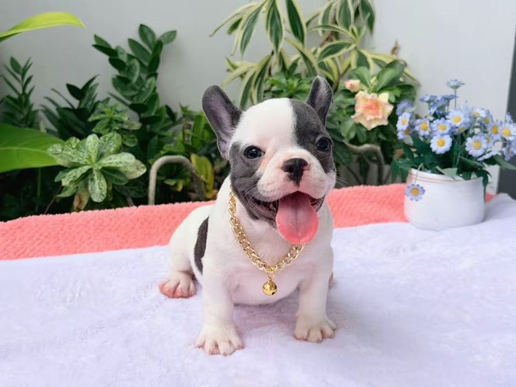 เฟรนบลูด็อก หญิง บลูพาย ส่งฟรี รูปที่ 8