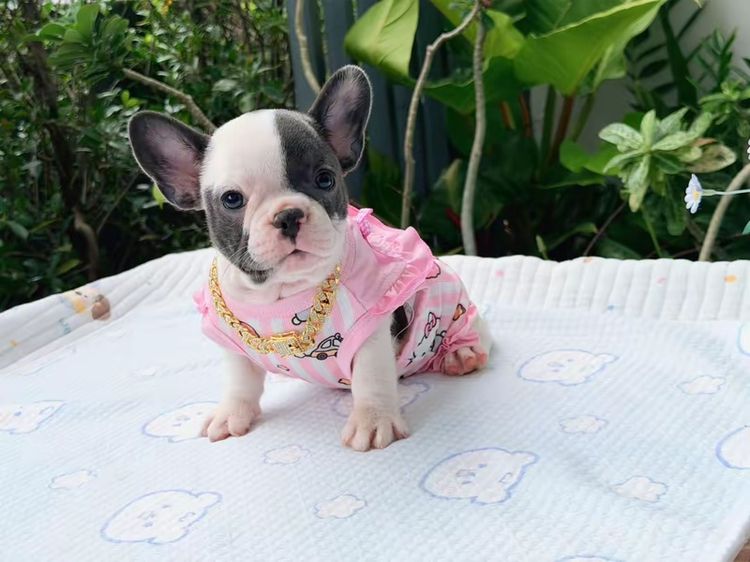 เฟรนบลูด็อก หญิง บลูพาย ส่งฟรี รูปที่ 17