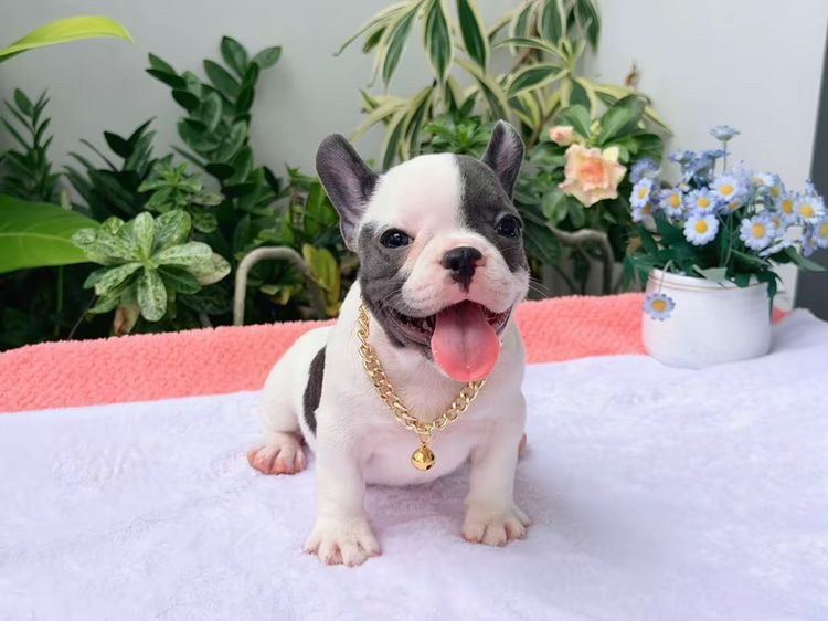 เฟรนบลูด็อก หญิง บลูพาย ส่งฟรี รูปที่ 7