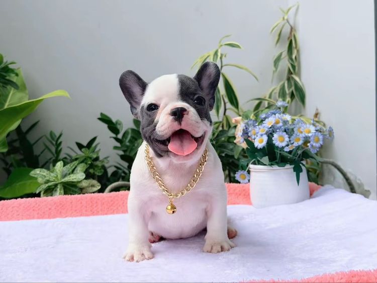 เฟรนบลูด็อก หญิง บลูพาย ส่งฟรี รูปที่ 2