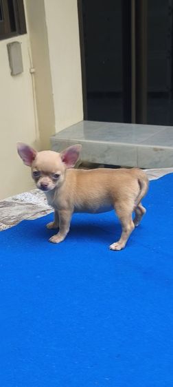 ลูกชิวาวา รูปที่ 3