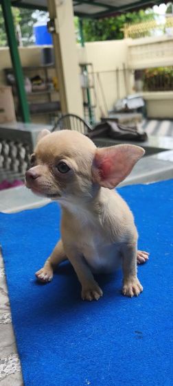 ลูกชิวาวา รูปที่ 4