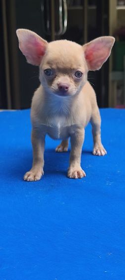 ลูกชิวาวา
