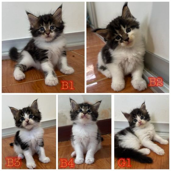 เมนคูน (Maine Coon) แมวเมนคูนแท้
