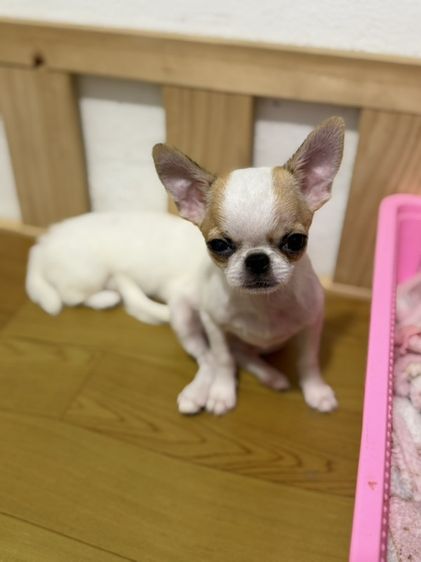 หาบ้านแบ่งเลี้ยง รูปที่ 4