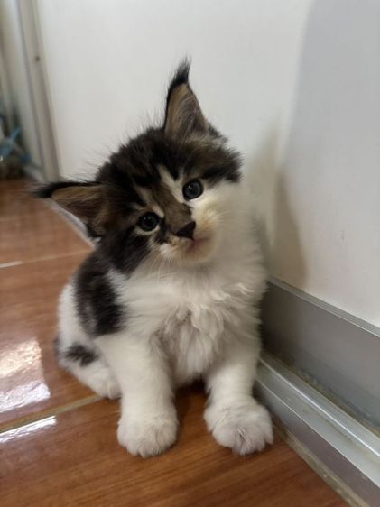 เมนคูน (Maine Coon) เมนคูนแท้