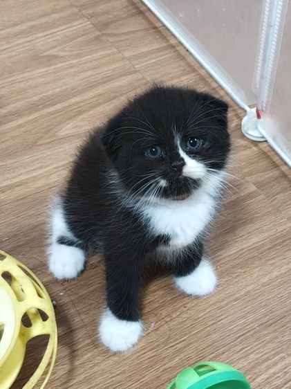 สก็อตติช โฟลด์ (Scottish Fold) แมวสก็อตติชโฟล์ด