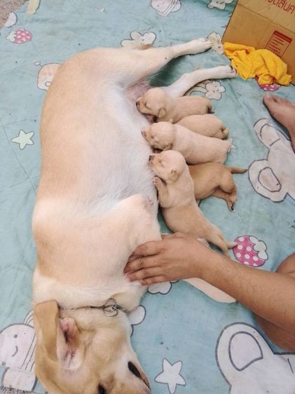 ลาบาดอแท้ รูปที่ 4