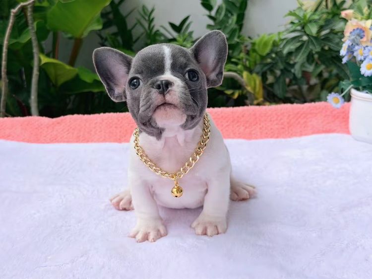 เฟรนบลูด็อก ชาย บลูพาย ส่งฟรี รูปที่ 7