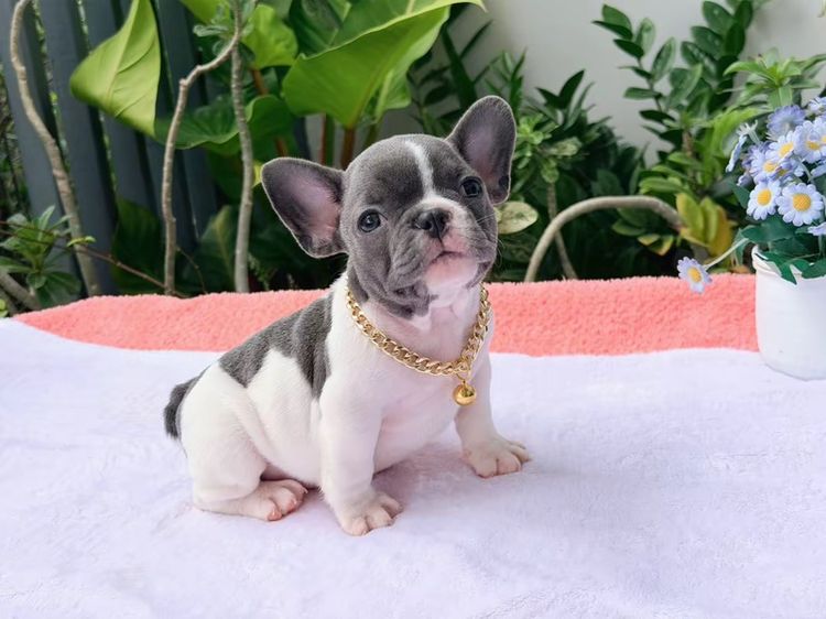 เฟรนบลูด็อก ชาย บลูพาย ส่งฟรี รูปที่ 5
