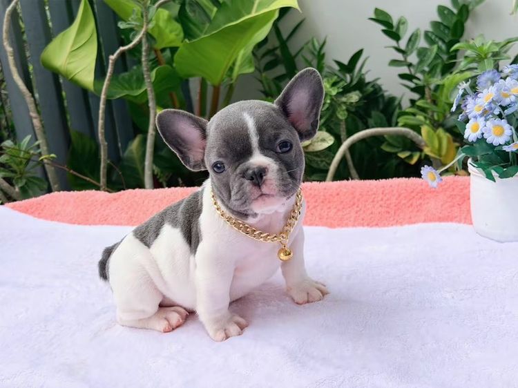 เฟรนบลูด็อก ชาย บลูพาย ส่งฟรี รูปที่ 6