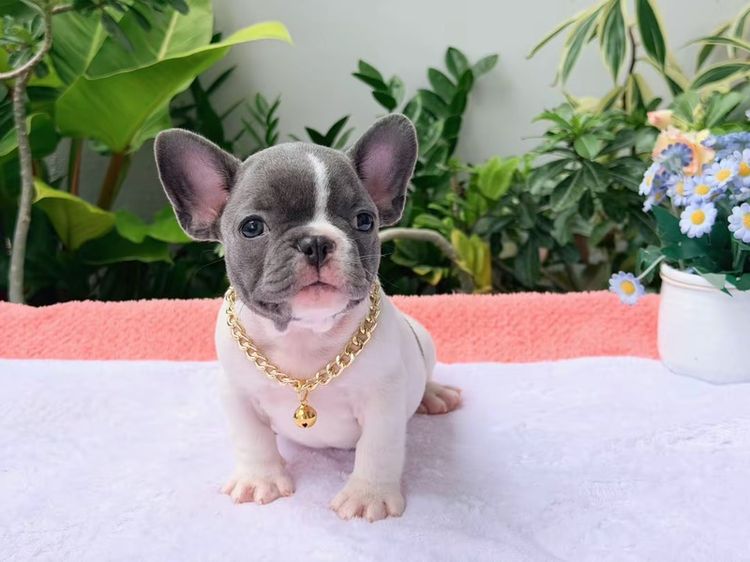 เฟรนบลูด็อก ชาย บลูพาย ส่งฟรี รูปที่ 12