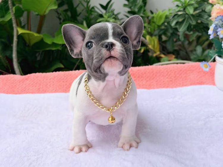 เฟรนบลูด็อก ชาย บลูพาย ส่งฟรี รูปที่ 9