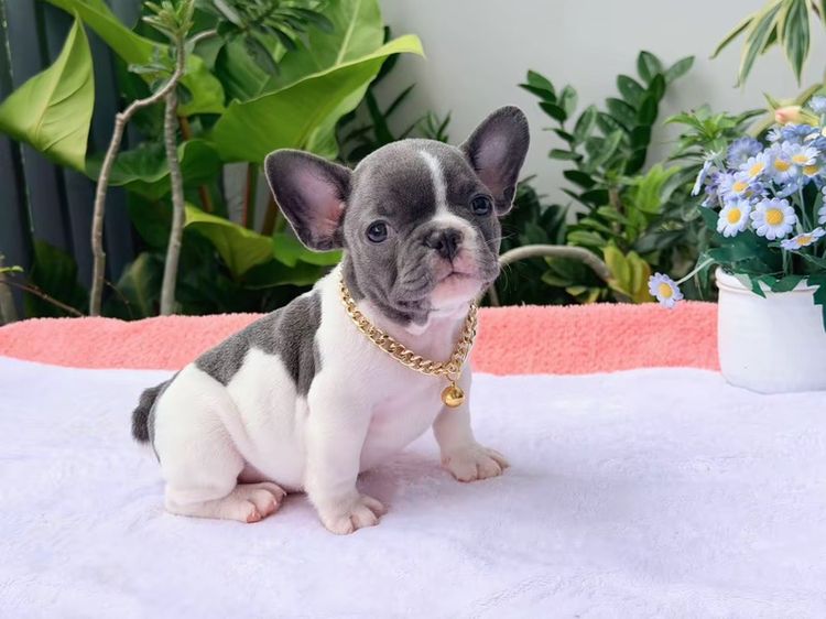 เฟรนบลูด็อก ชาย บลูพาย ส่งฟรี