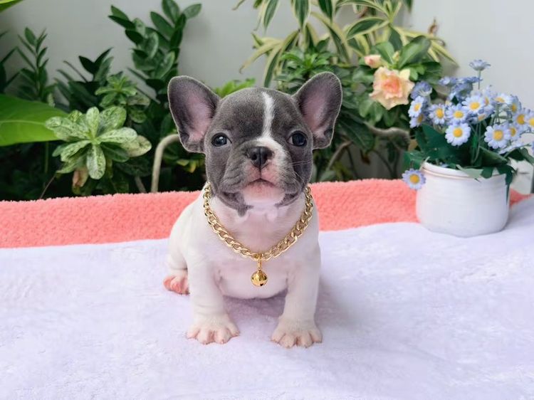 เฟรนบลูด็อก ชาย บลูพาย ส่งฟรี รูปที่ 10