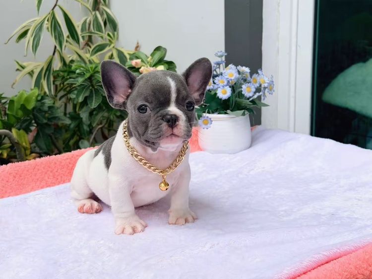 เฟรนบลูด็อก ชาย บลูพาย ส่งฟรี รูปที่ 11
