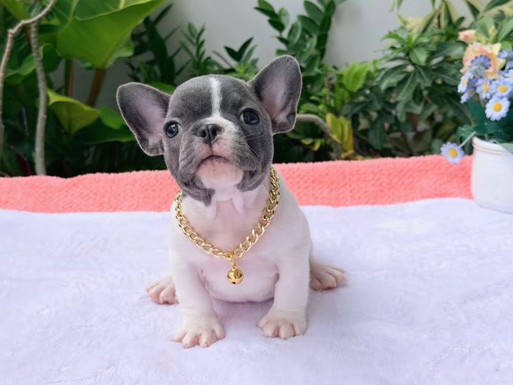 เฟรนบลูด็อก ชาย บลูพาย ส่งฟรี รูปที่ 8