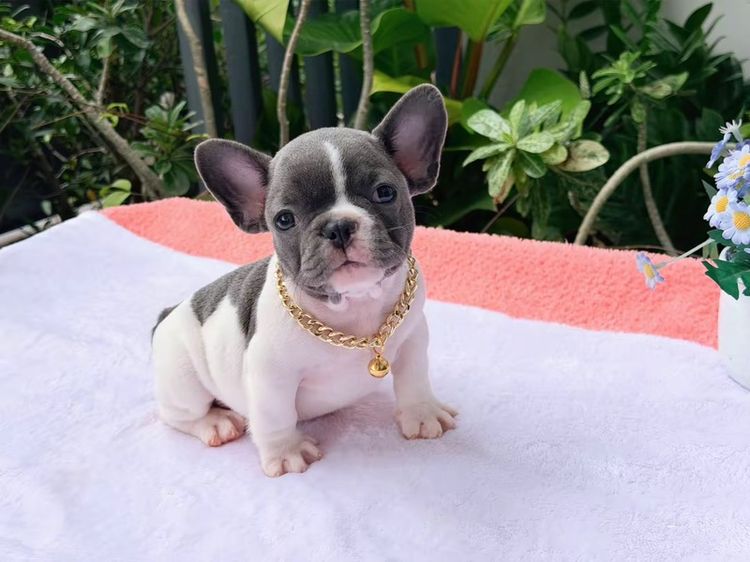 เฟรนบลูด็อก ชาย บลูพาย ส่งฟรี รูปที่ 4