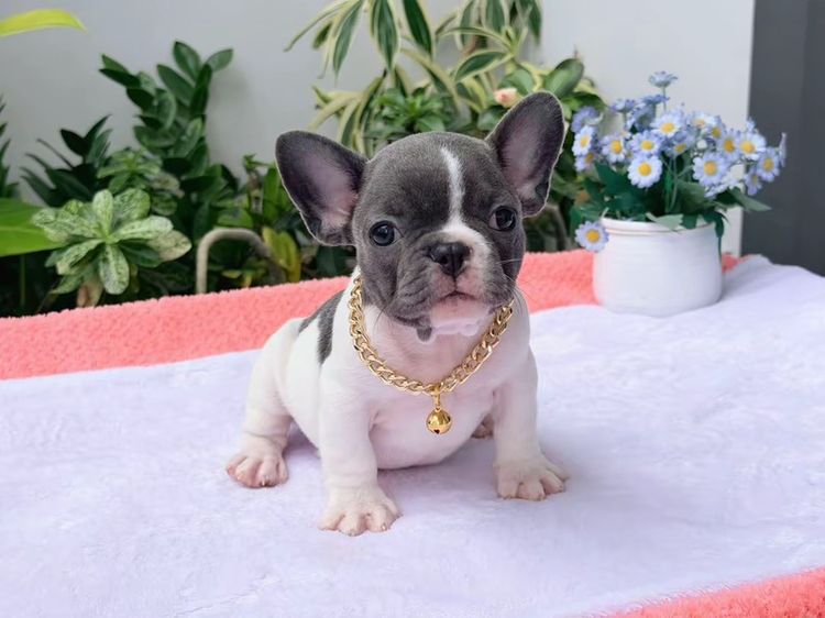 เฟรนบลูด็อก ชาย บลูพาย ส่งฟรี รูปที่ 3