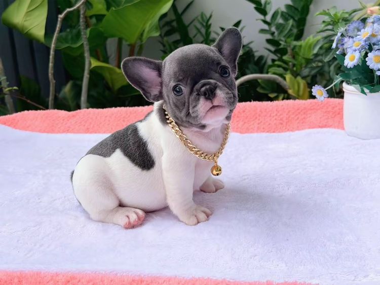 เฟรนช์ บูลด็อก (French Bulldog) เล็ก เฟรนบลูด็อก หญิง บลูพาย ส่งฟรี