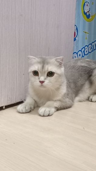สก็อตติช โฟลด์ (Scottish Fold) แมวสก็อตติช