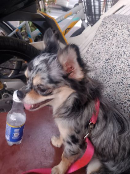 ชิวาวา (Chihuahua) เล็ก ชิ ขนยาว 8เดือน เด็กชาย