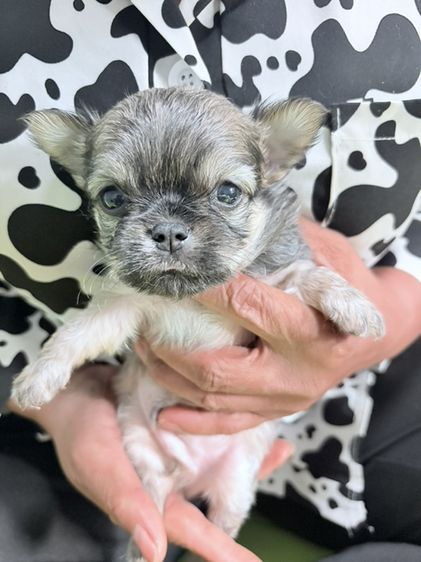 ชิวาวา (Chihuahua) กลาง ขาย ชิวาว่า น่ารักๆ