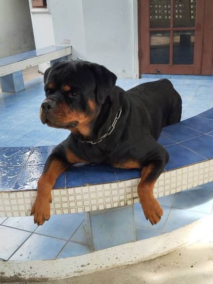 ร็อตไวเลอร์ (Rottweiler) ใหญ่ ขายพ่อพันธุ์ร็อตไวเลอร์สายเลือดนอกมีใบเพชรดีกรี