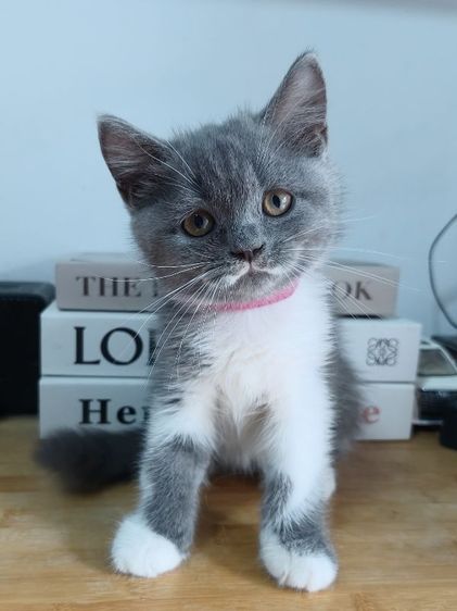 สก็อตติช โฟลด์ (Scottish Fold) แมวสก็อตติชโฟล์ด