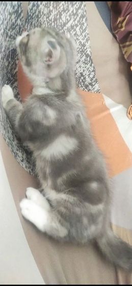 ขายลูกเเมวสก๊อตติชโฟลสีบูลไวท์เเท้.พ่อเเม่เเท้ทั้งคู่.สนใจโทร 0929135188..สามารถวีดีโอคลอดูน้องได้ทักไลน์0929135188 เมมเบอร์นี้ไลน์ขึ้นครับ รูปที่ 7