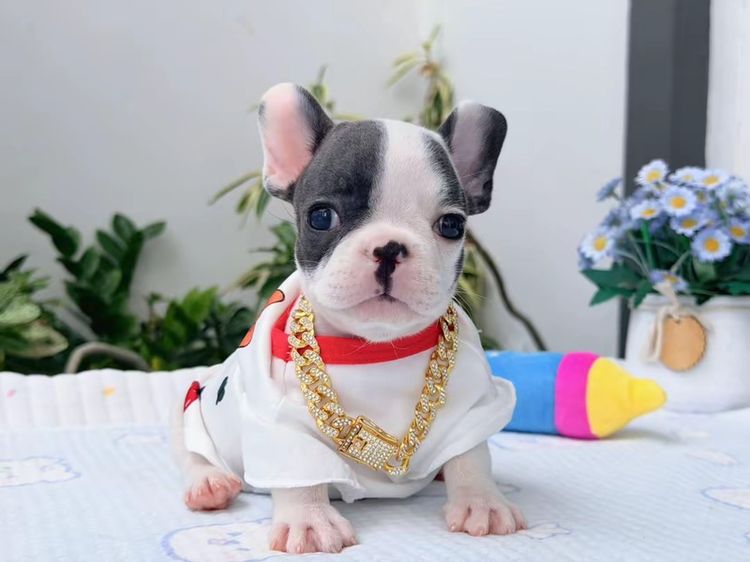เฟรนบลูด็อก บลูพาย ส่งฟรี ชาย รูปที่ 8