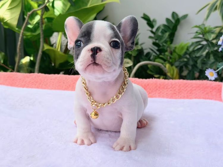 เฟรนบลูด็อก บลูพาย ส่งฟรี ชาย รูปที่ 2