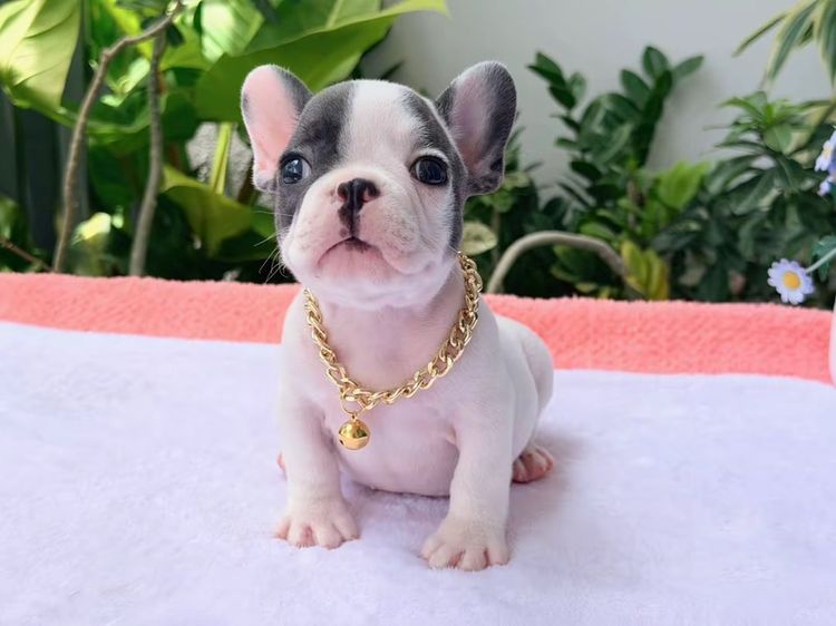 เฟรนบลูด็อก บลูพาย ส่งฟรี ชาย
