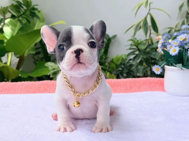 เฟรนบลูด็อก บลูพาย ส่งฟรี ชาย รูปที่ 3