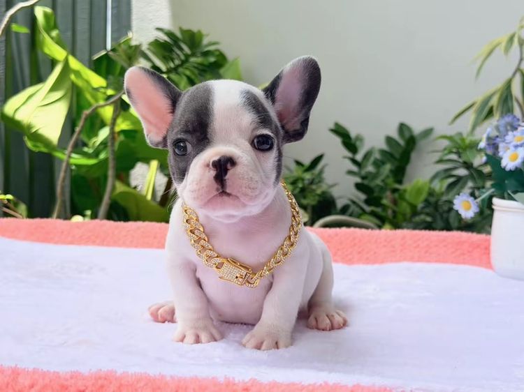 เฟรนบลูด็อก บลูพาย ส่งฟรี ชาย รูปที่ 4