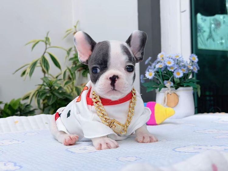 เฟรนบลูด็อก บลูพาย ส่งฟรี ชาย รูปที่ 11