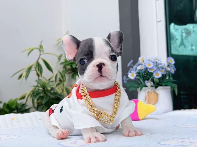 เฟรนบลูด็อก บลูพาย ส่งฟรี ชาย รูปที่ 12