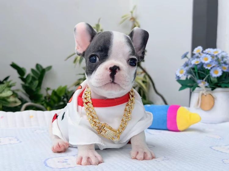 เฟรนบลูด็อก บลูพาย ส่งฟรี ชาย รูปที่ 9