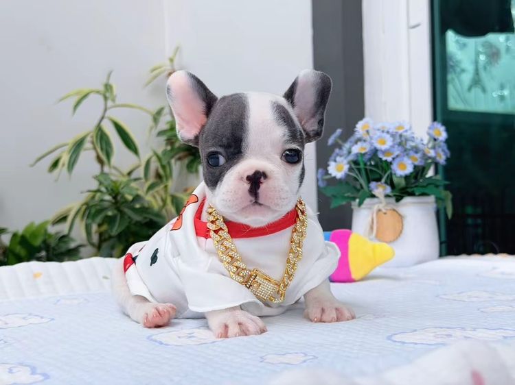 เฟรนบลูด็อก บลูพาย ส่งฟรี ชาย รูปที่ 10
