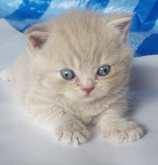 มันช์กิ้น (Munchkin) มันช์กิ้น หาบ้าน