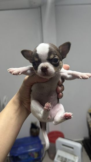 ลูกสุนัขชิวาว่าขนสั้นเพศเมีย