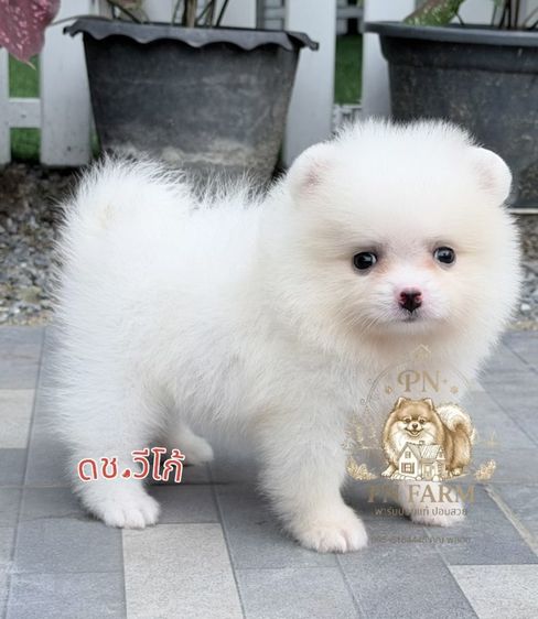 ปอมแท้ราคาถูก รูปที่ 4