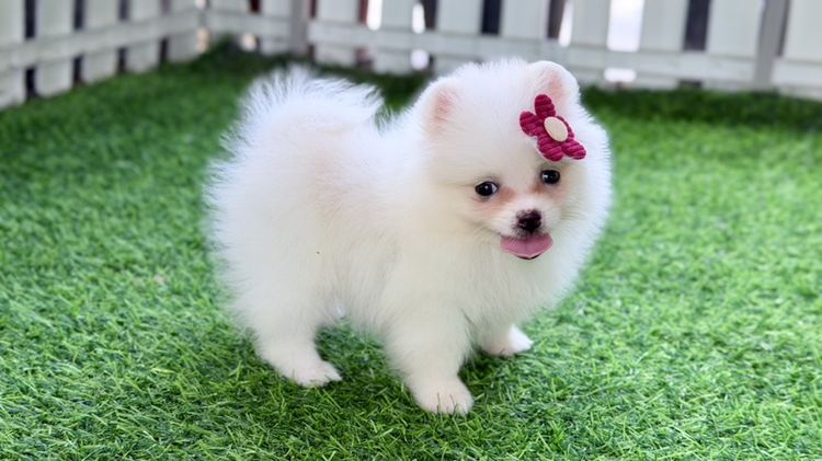 ปอมเมอเรเนียน (Pomeranian) เล็ก ปอมแท้ราคาถูก