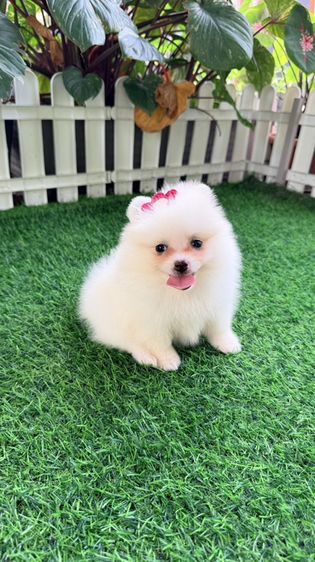 ปอมแท้ราคาถูก รูปที่ 5