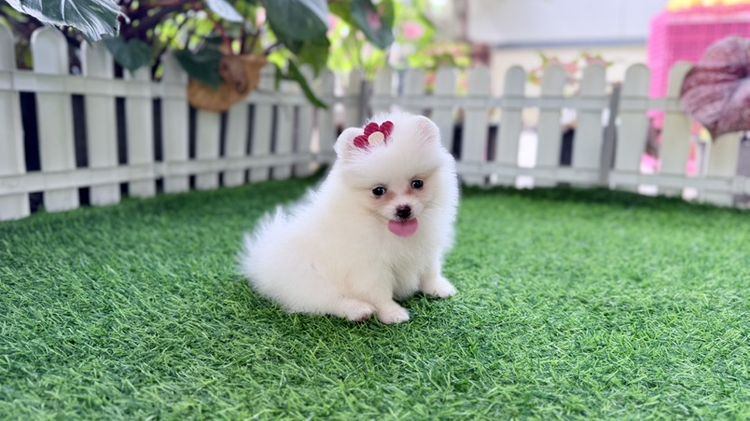 ปอมแท้ราคาถูก รูปที่ 3