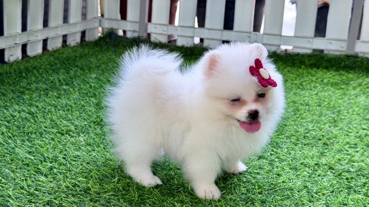 ปอมแท้ราคาถูก รูปที่ 4