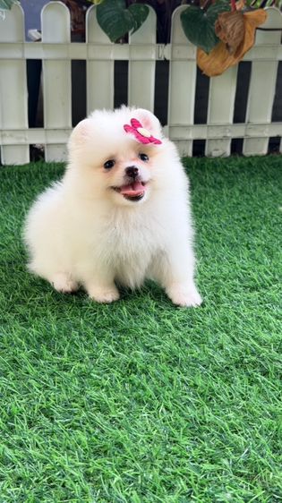 ปอมแท้ราคาถูก รูปที่ 2