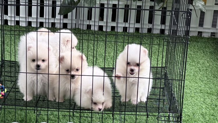 ปอมแท้ราคาถูก รูปที่ 4