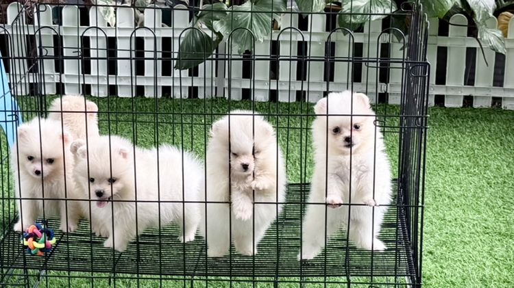ปอมแท้ราคาถูก